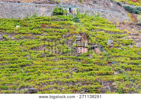 View Vineyards, Grapes, Cottages And Transport Rails Along River Sil.