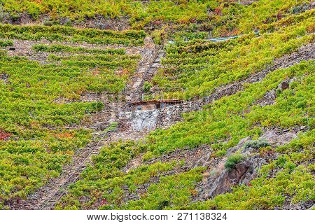 View Vineyards, Grapes, Cottages And Transport Rails Along River Sil.