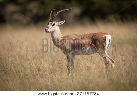 Grant Gazelle Stands In Grass Eyeing Camera