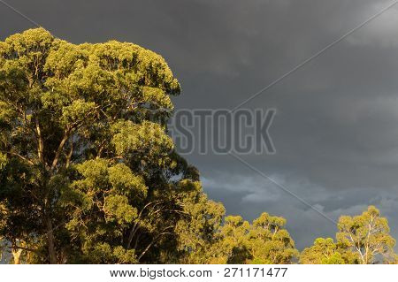 Sundrenched Eucalyptus Trees Against A Dark, Moody Sky In Warrandyte In Outer Suburban Melbourne, Au