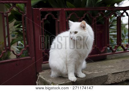 A White Beautiful Cat Is On A Garden Wall At Outdoor