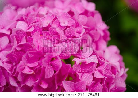 The Stunning Hydrangea Blossoms. Blossoming Flowers In Summer Garden. Pink Hydrangea In Full Bloom. 