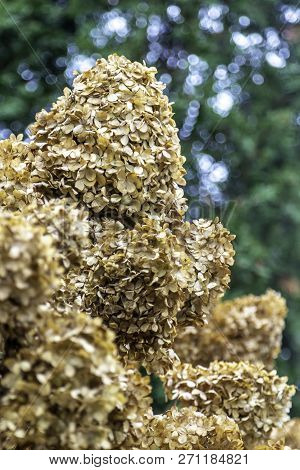 This Hydrangea Bush Is Gorgeous As It Has Dried Blooms On The Stem