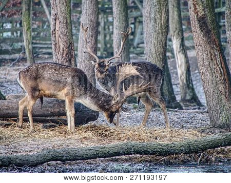 Herd Of Fallow Deer In Misty Autumn Forest.  Cold November Morning.