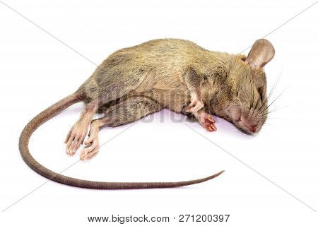 Dead Rat (mouse), Isolated On White Background.rat Are Carriers Of Pathogens, So Find A Way To Elimi