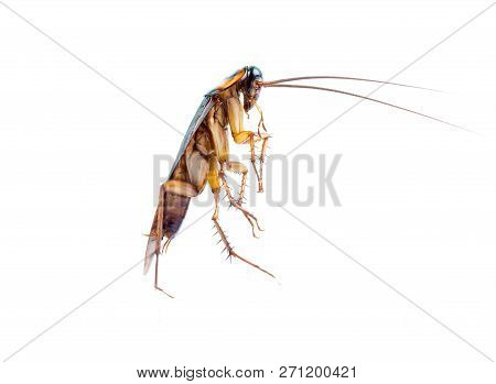 Action Image Of Cockroaches, Cockroaches Isolated On White Background