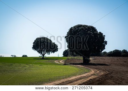 Landscape With Trees And Road In Curve