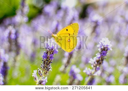 Little Yellow Butterfly On Lavender Garden Purple
