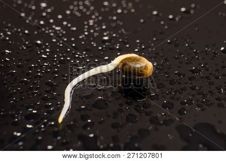 Hovering Hemp. Macro Photo Cultivation Seeds. Details Root On A Black Background. Sprouting Cannabis
