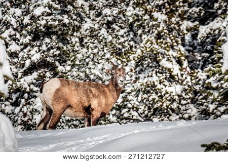 Banff National Park