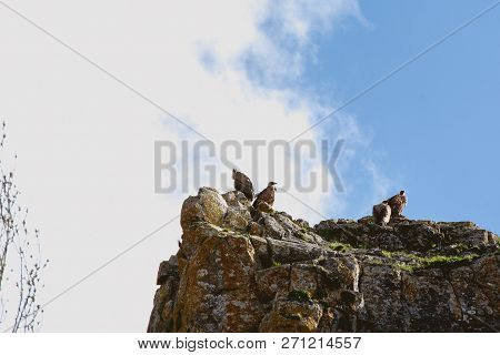 Group Of Vultures On High Of The Rocks