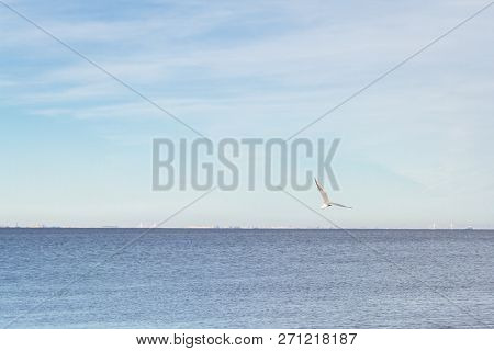 Bird Seagull Flying In The Sky In Cloudy Weather