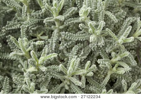  Fiatal santolina chamaecyparissus full-frame