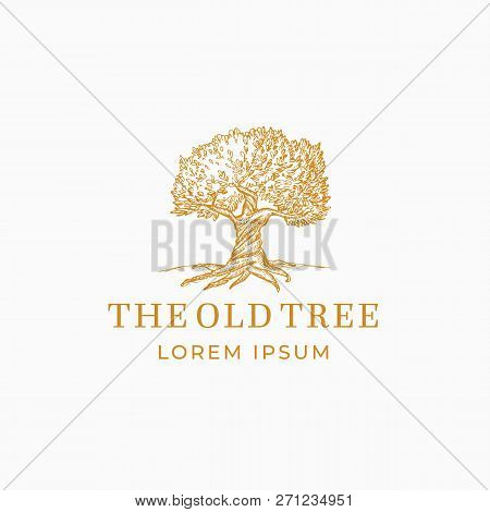 The Old Tree Abstract Vector Sign, Symbol Or Logo Template. Hand Drawn Oak Tree Sketch Sillhouette W