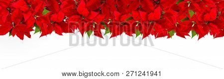 Poinsettia Border On White Background. Christmas Red Flower