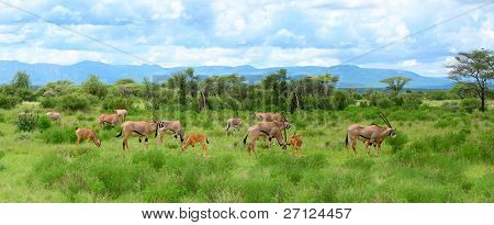 Wild impalas grazing. Africa. Kenya. Samburu national park.