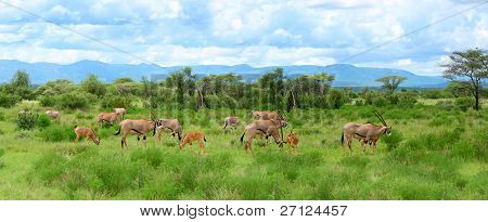 Divoké impaly pastvy. Afrika. Keňa. Do národního parku Samburu.