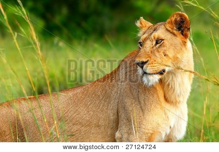 Lioness africam ป่าที่สวยงาม แอฟริกา เคนย่า โรงแรมมาไซมารา