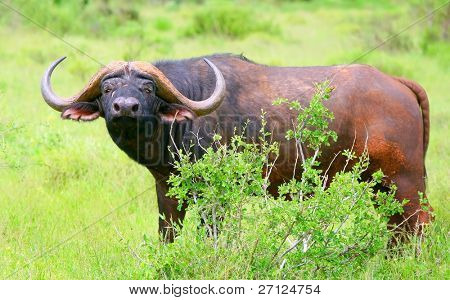 Buvol africký. Afrika. Keňa. Do národního parku Samburu.