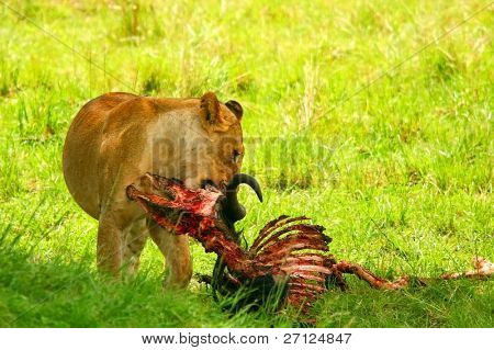 Gnus comendo de selvagens Leoa africana. África. Quênia. Masai Mara