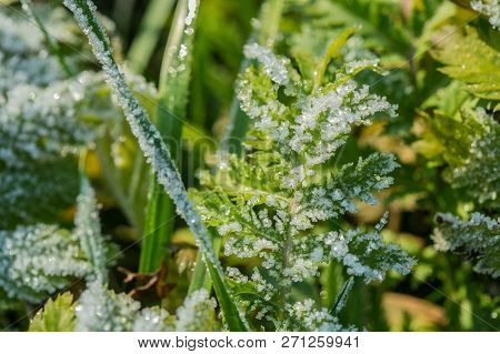 Close Up Image Of Frozen Leaf Of Silverweed And Green Grass Growing In A Meadow, Covered With White 
