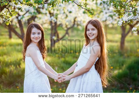 Beautiful Young Girls In White Dresses In The Garden With Apple Trees Blosoming At The Sunset. Two F