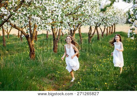Beautiful Young Girls In White Dresses In The Garden With Apple Trees Blosoming At The Sunset. Two F