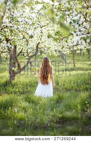 Portrait Of A Beautiful Young Girl With Blue Eyes In White Dress In The Garden With Apple Trees Blos