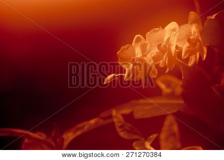 Warm Red Blurred Background With Orchid Flowers