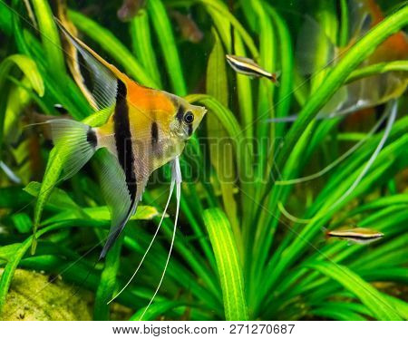A Red Shoulder Moon Fish In Closeup, A Exotic Aquarium Pet From Rio Manacapuru
