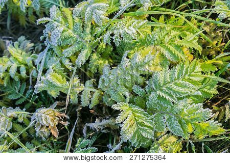 Top View Of Frozen Leaves Of Silverweed And Green Grass Growing In A Meadow, Covered With White Crys