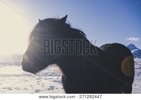 Norvegian Hairy Fjord Horse Portrait With Sun Rays. Norway, Lofoten Islands. Hipster Style