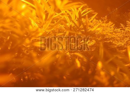 Blurred Vegetative Background - Golden Sunlight On Tropical Foliage In Tropical Undergrowth