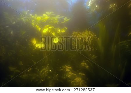 Blurred Vegetative Background - Golden Sunlight On Tropical Foliage In Foggy Dark Undergrowth