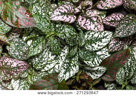 Beautiful  Hypoestesphyllostachya Pant Colorful Leafs Texture Background
