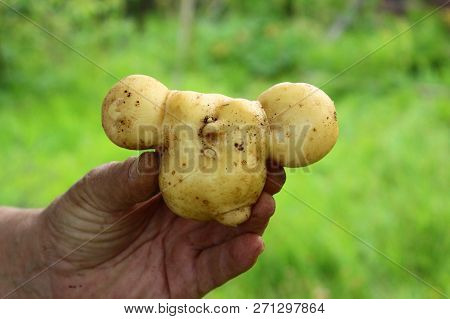 Potato Unusual Bizarre Funny Shape In The Form Of Cheburashka