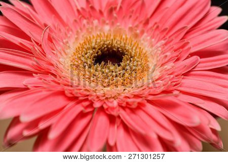 Close-up Of The Flower Pink Gerbera. Macro Photography