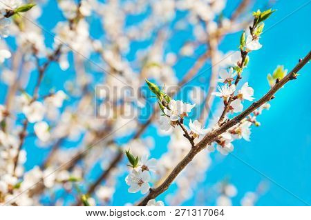 Spring Photo Of A Blossoming Tree Close-up And Space For Text. Natural Texture Of A Flowering Tree.