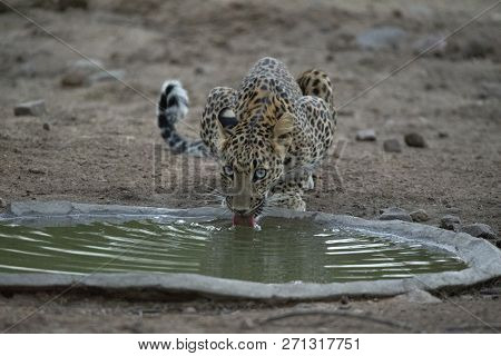 Indian Leopard Drinking Water, Panthera Pardus Fusca, Jhalana, Rajasthan, India