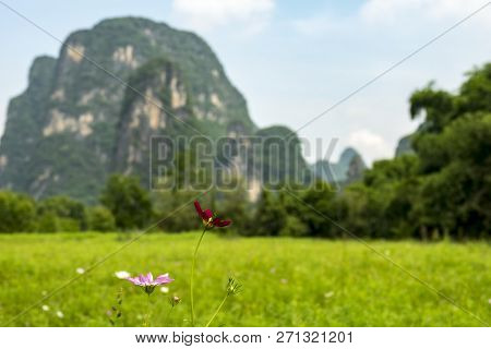 The Beautiful Galsang Flower With The Peak Of Karst Mountain In Yangshuo County Of Guilin, Guangxi O