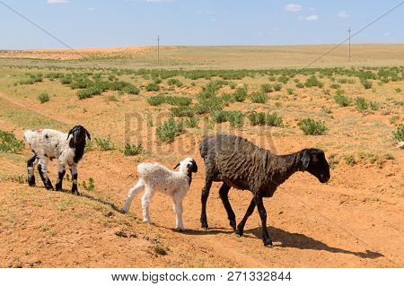 Sheep With Lambs In The Steppes Of The Semidesert.