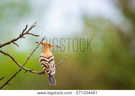 The Hoopoe Or Upupa Epops Perched On A Tree.