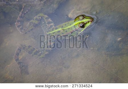 Frog Sits In Water Close In Wild Nature