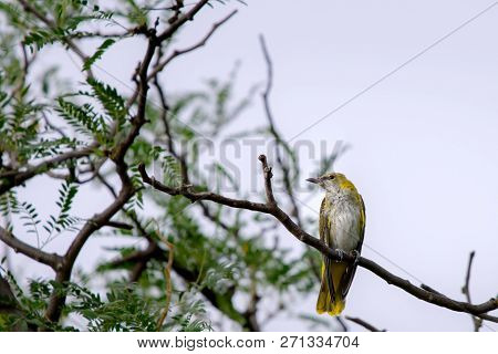 Young Eurasian Golden Oriole Or Oriolus Oriolus.