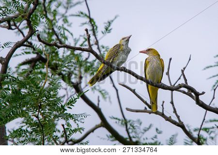Young Eurasian Golden Oriole Or Oriolus Oriolus.
