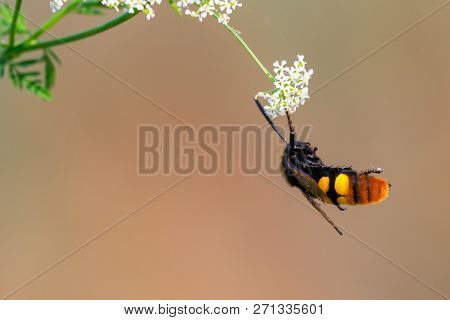 European Hornet, Hornet, Wasp Close Up Photo