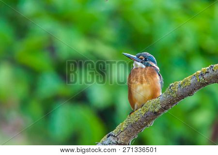 Common European Kingfisher Or Alcedo Atthis Sits On A Stick Above The River And Hunting For Fish. Th