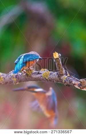 Common European Kingfisher Or Alcedo Atthis Ready To Take Off.