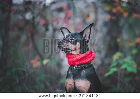 Smart Dog  Terrier With Ideal Data Stands In The Autumn Forest.wearing A Red Scarf. Picturesque Port