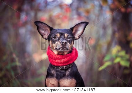 Smart Dog  Terrier With Ideal Data Stands In The Autumn Forest And Looks Into The Camera.wearing A R